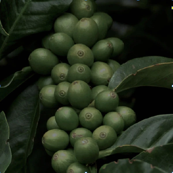 Gimme! Coffee Darkest Blend 4 Gimme! Coffee Darkest Blend - Image 2