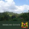 J Martinez Kenya AA Miricho Estate Medium Roast 2 J Martinez Kenya AA Miricho Estate Medium Roast -Coffee Supplies Store 4718 original j martinez kenya aa miricho estate medium roast