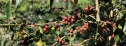 Joe Bean Costa Rica Finca Las Torres Natural Process 11 Joe Bean Costa Rica Finca Las Torres Natural Process -Coffee Supplies Store CoffeeCherryImageforWLL 1 326e4074 e791 49fa 90e4 4c1e375c029a