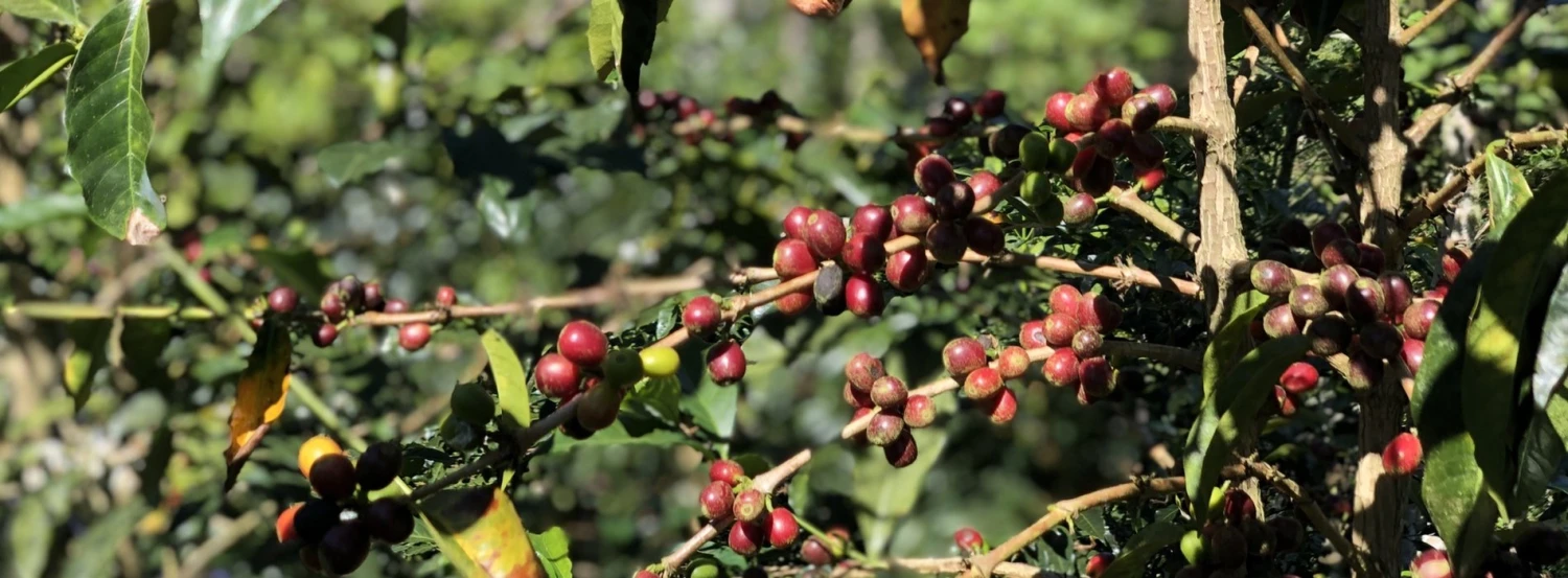 Joe Bean Costa Rica Finca Las Torres Natural Process 7 Joe Bean Costa Rica Finca Las Torres Natural Process - Image 5
